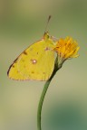 Colias Colias