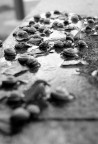 escargot escargot