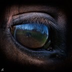 ..fish.....horse-eye..