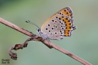 Lycaena Thersamon Lycaena Thersamon