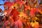 autunno autunno