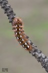 Acronicta (Viminia) rumicis Acronicta (Viminia) rumicis