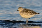Grey Plover - Pivieressa Grey Plover - Pivieressa