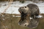 Nutria