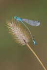 Piccolissima damigella Piccolissima damigella