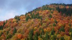 Bosco di ottobre Bosco di ottobre