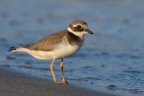 Common Ringed Plover - Corriere Grosso