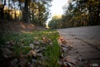 Come Foglie d'autunno.. Come Foglie d'autunno..