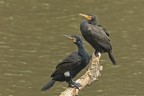 Phalacrocorax carbo Cormorano Phalacrocorax carbo Cormorano