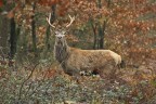 Cervo in posa.