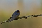 Rondine sotto la pioggia (Hirundo rustica) Rondine sotto la pioggia (Hirundo rustica)
