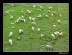pecore al pascolo