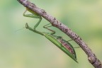 Mantide religiosa Mantide religiosa