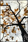 Autunno 1997 Autunno 1997