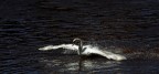 swan swan