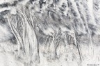Sand Forest Sand Forest