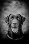 The Dog The Dog