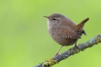il primo Wren 2016 il primo Wren 2016