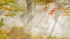 quadro d'autunno quadro d'autunno