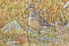 Piviere tortolino (Charadrius morinellus) Piviere tortolino (Charadrius morinellus)