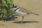 Corriere piccolo (Charadrius dubius)