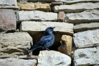 in allerta in allerta