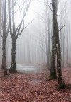 Nebbia in Campigna Nebbia in Campigna
