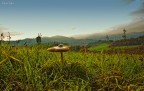 fungo con vista fungo con vista