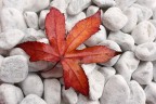 Rosso d'autunno Rosso d'autunno