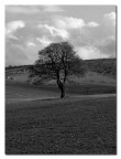 Albero solitario in bianco e nero! Albero solitario in bianco e nero!