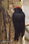 Picchio nero (Dryocopus martiius) Picchio nero (Dryocopus martiius)