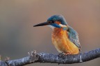 Alcedo Atthis Alcedo Atthis
