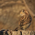 ..guardando il tramonto..