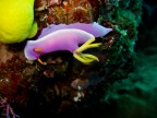 nudibranco nudibranco