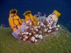 Ascidia macchie d'inchiostro, Polycarpa aurata, Indonesia