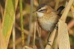 Forapaglie castagnolo (Acrocephalus melanopogon) Forapaglie castagnolo (Acrocephalus melanopogon)