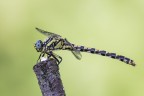 Onychogomphus uncatus