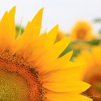 Il girasole e l'ospite Il girasole e l'ospite