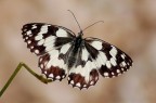 Melanargia galathea