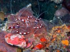 Gambero pulitore a bande Stenopus hispidus Gambero pulitore a bande Stenopus hispidus