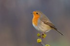 Pettirosso fra la notte e il giorno Pettirosso fra la notte e il giorno
