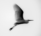 in volo in volo