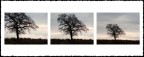 ...alberi... ...alberi...