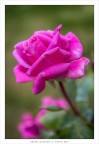 Rosa d'inverno Rosa d'inverno
