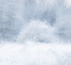 Inverno 2016, sfruttando le basse temperature mi sono immerso nei boschi fin dalle prime ore del mattino cercando spunti e scorci interessanti nei boschi vicino a casa. Mentre camminavo un grosso cespuglio fin� con l'attirare il mio sguardo e non potei fare a meno di immortalarlo.