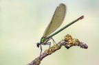 Calopteryx splendens per un Buon Natale