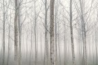 nebbia e sabbia nebbia e sabbia