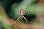Ragno argiope Ragno argiope