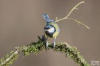 Prima Avifauna!!!! Prima Avifauna!!!!