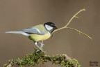 Parus major
